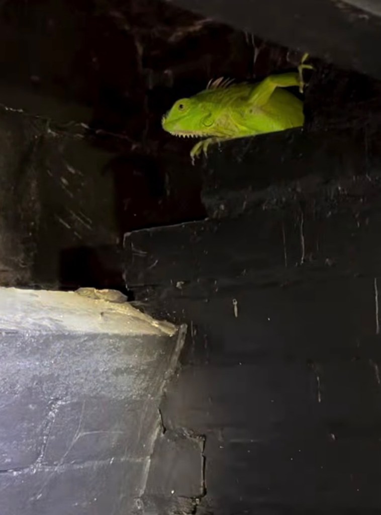 Iguana in the fireplace