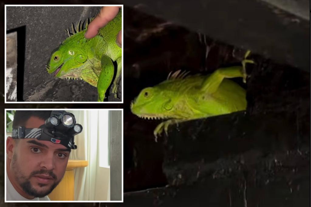 Invasive green iguana removed from chimney in Florida home: 'End up everywhere'